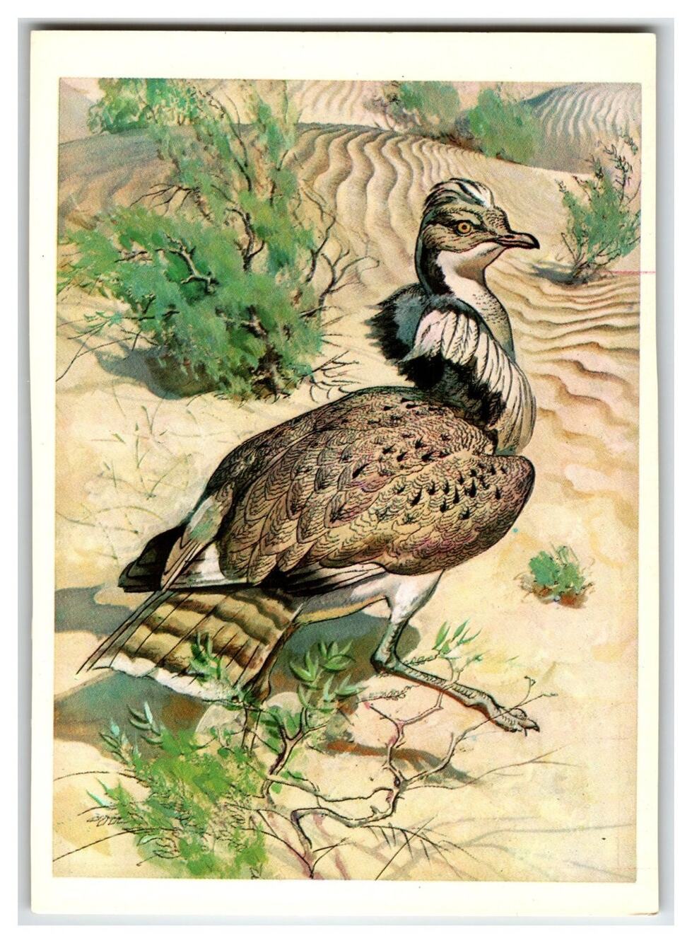 1979 USSR Houbara Bustard Desert Bird Wildlife Postcard Russian Text